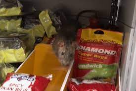 Rat caught on video jumping from FairPrice shelf in Pasir Ris