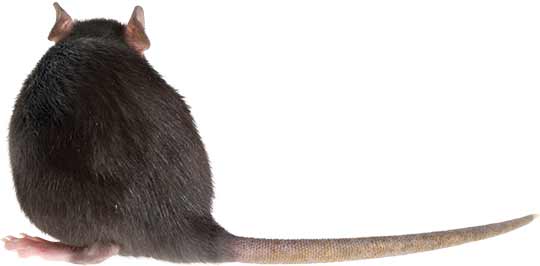 RATSENSE - Rats Can Be Smarter Than People