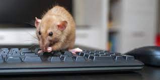 RATSENSE - 5 Signs of Mice in Your Office Premises