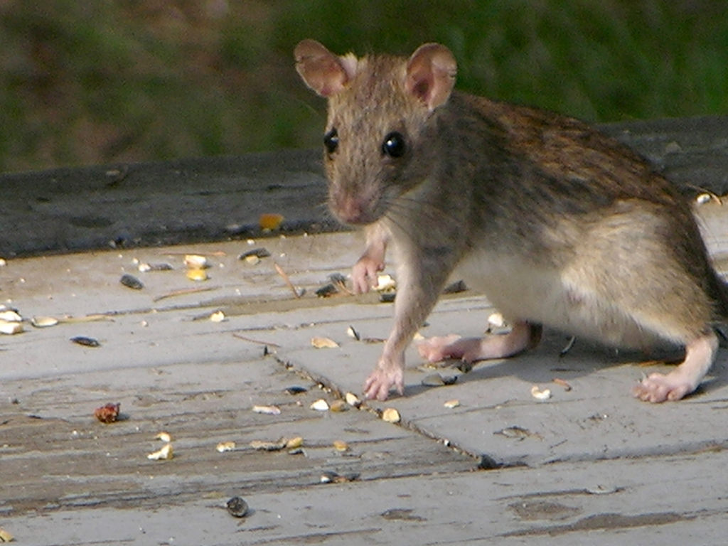 RATSENSE - A Guide to the More Common Rodent Species in Singapore