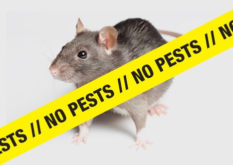 CDC Warns of Impending Rat Plague Post Lockdown