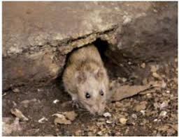 RATSENSE - Basic Rodent and Pest Control Strategy Tips