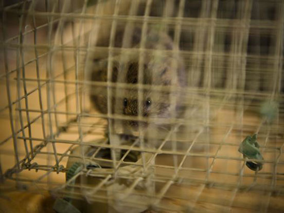 RATSENSE - How a Rodent Management System Ensures a Rodent Free Workplace?