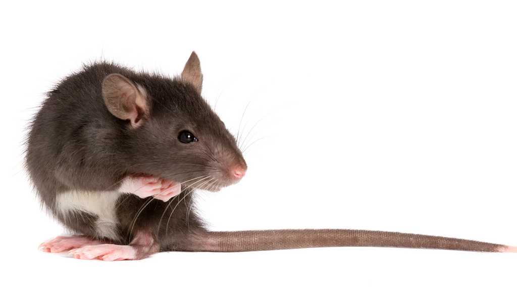 RATSENSE - How Can the Internet of Things help Pest Management?