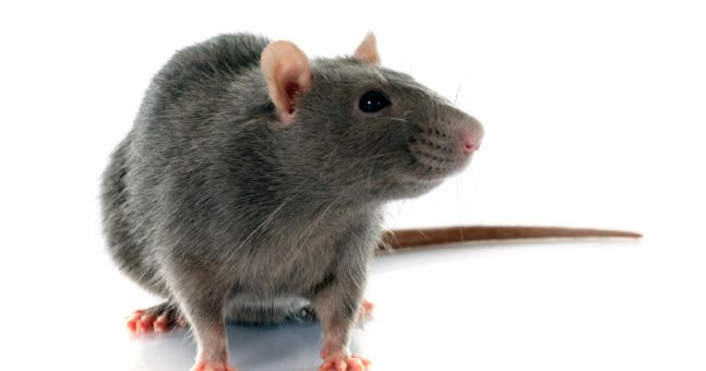 RATSENSE - How Does Automated Pest Monitoring Help in Rodent Control at Your Workplace?