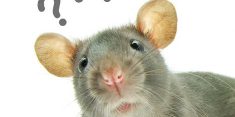 RATSENSE - How Rats Think and Why It Matters