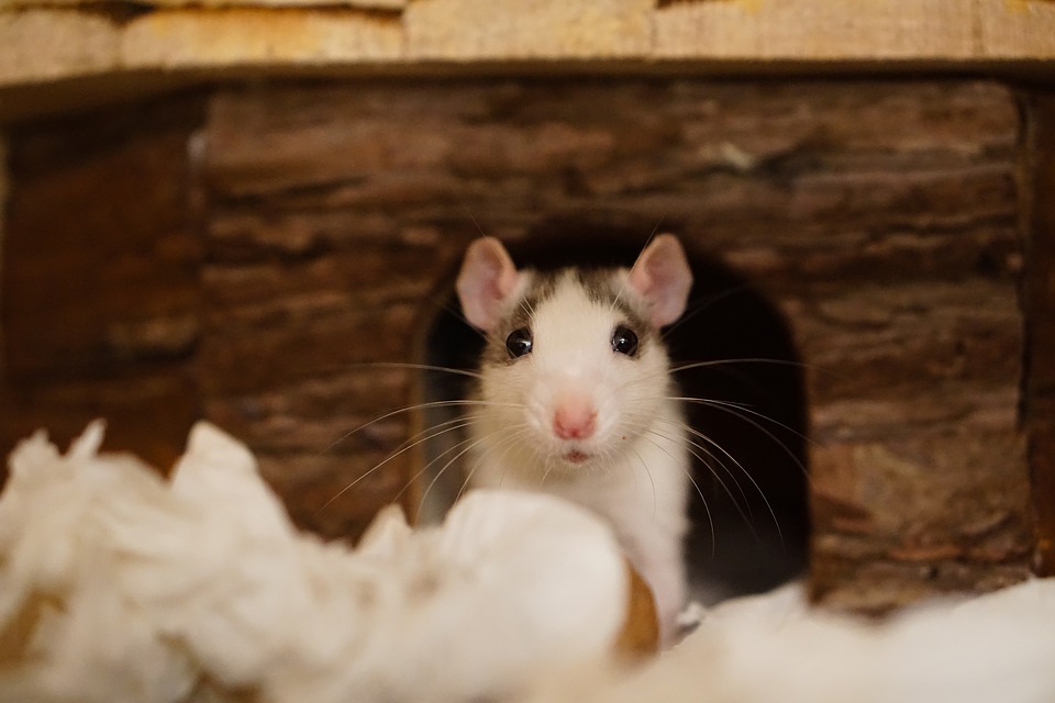 RATSENSE - How You Can Stop Rodent Infestation in Warehouses?