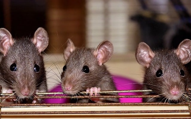 RATSENSE - Perils of the Increasing Rat Population