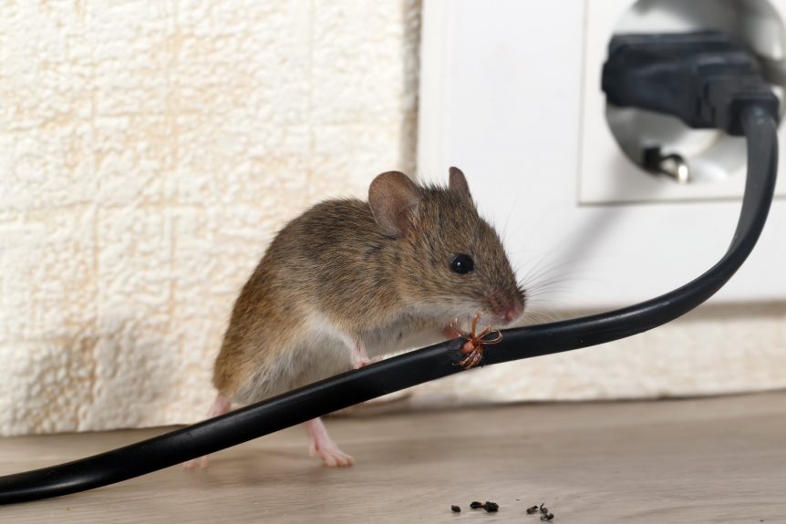 RATSENSE - Protecting a property from mice to prevent damages