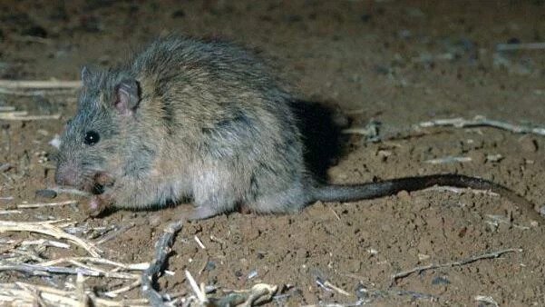 RATSENSE : Rat plague hits an Australian coastal town, and thousands more wash up on shore