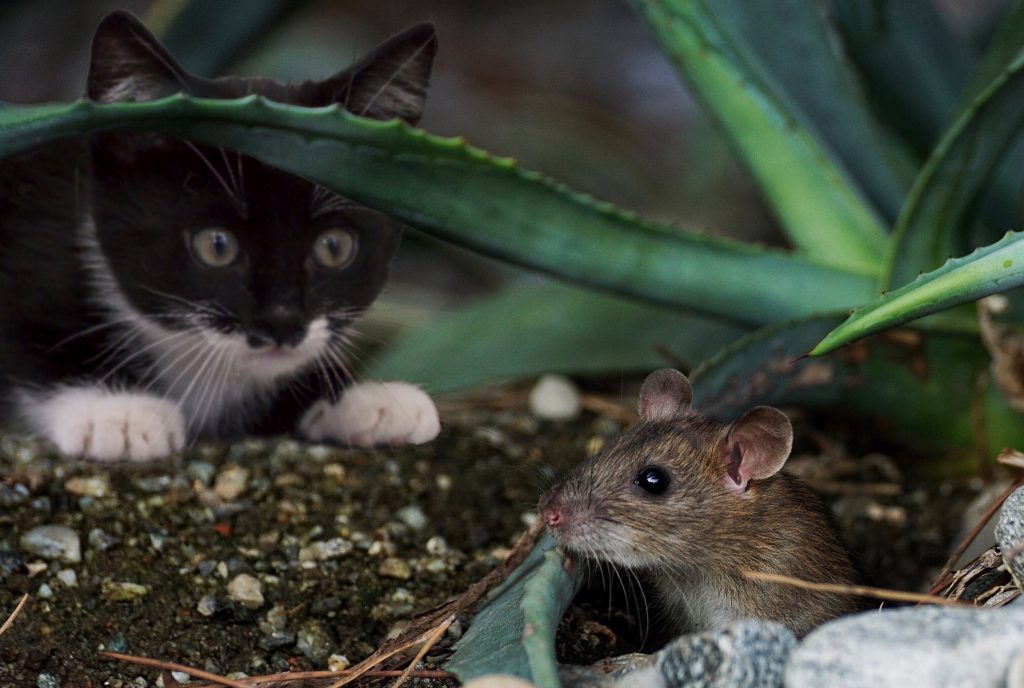 RATSENSE - Rodent Control Guide: Understanding Your Enemy and Their Characteristics