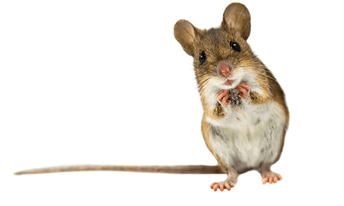 RATSENSE - Rodent control services for ensuring peace of mind