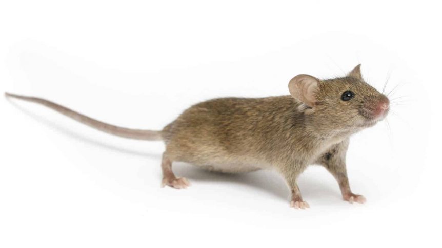 RATSENSE - Signs of Mice Infestation in your Environment