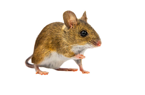 RATSENSE - Why Do Commercial Kitchens Need Professional Pest Control Help?