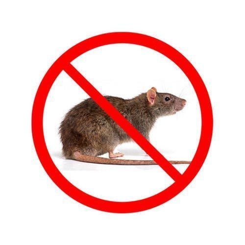 Why Rodent Management is Essential during the Covid-19 Lockdown