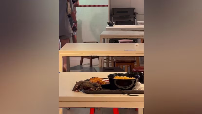 RATSENSE : SFA investigating video showing twitching rat on food tray at Tangs Market